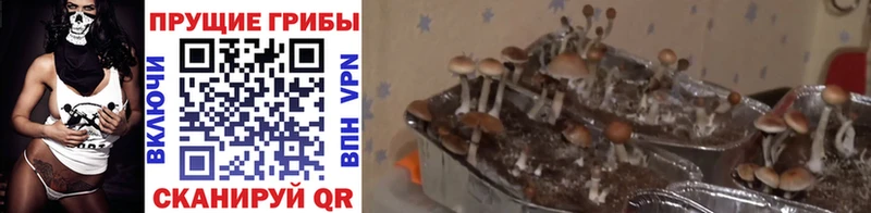 Псилоцибиновые грибы Magic Shrooms Кедровый